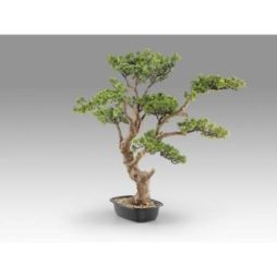 Sokan  Bonsai 81cm de Schuller