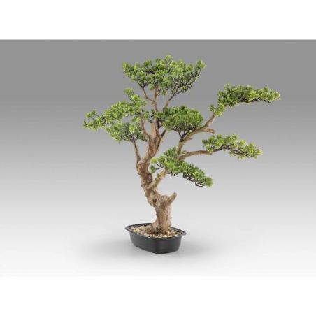 Sokan  Bonsai 81cm de Schuller