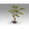 Sokan  Bonsai 81cm de Schuller
