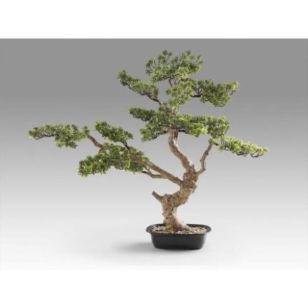 Sokan  Bonsai 81cm de Schuller