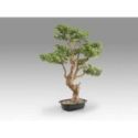 Sokan  Bonsai 81cm de Schuller
