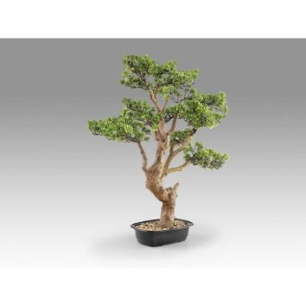 Sokan  Bonsai 81cm de Schuller