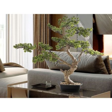 Sokan  Bonsai 81cm de Schuller