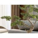 Sokan  Bonsai 81cm de Schuller