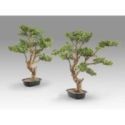 Sokan  Bonsai 81cm de Schuller