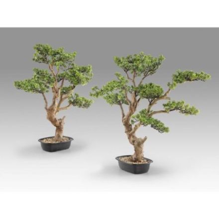 Sokan  Bonsai 81cm de Schuller