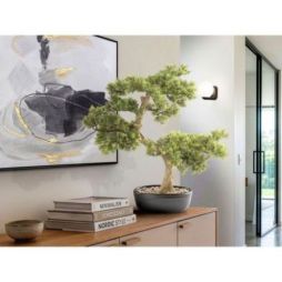 Bankan  Bonsai 75cm de Schuller