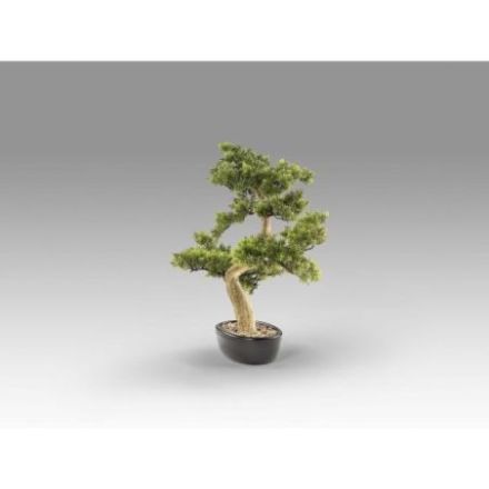 Bankan  Bonsai 75cm de Schuller