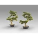 Bankan  Bonsai 75cm de Schuller