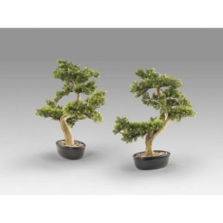 Bankan  Bonsai 75cm de Schuller