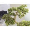 Bankan  Bonsai 75cm de Schuller