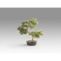 Bankan  Bonsai 75cm de Schuller