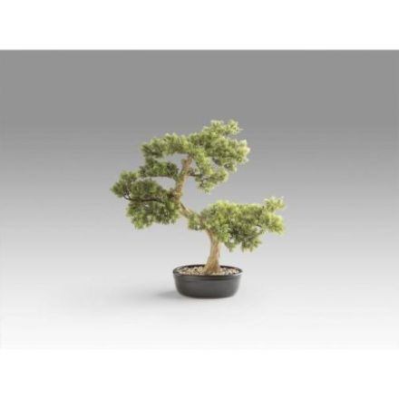 Bankan  Bonsai 75cm de Schuller