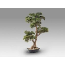 Chokkan  Bonsai 83cm de Schuller