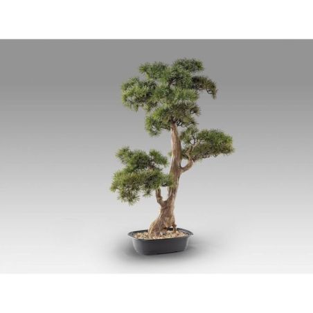 Chokkan  Bonsai 83cm de Schuller