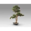 Chokkan  Bonsai 83cm de Schuller