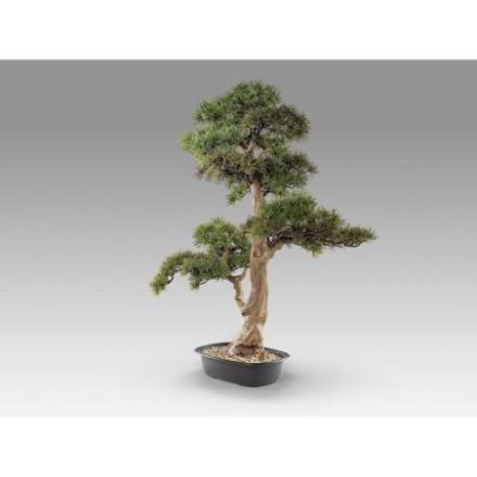 Chokkan  Bonsai 83cm de Schuller