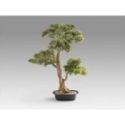 Chokkan  Bonsai 83cm de Schuller