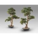 Chokkan  Bonsai 83cm de Schuller