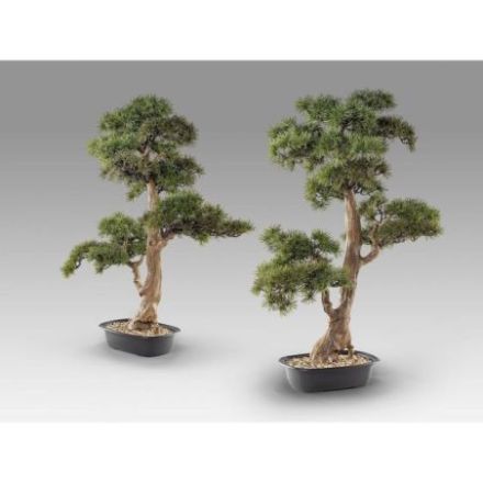 Chokkan  Bonsai 83cm de Schuller