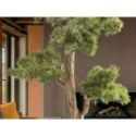 Chokkan  Bonsai 83cm de Schuller