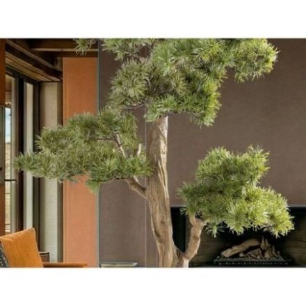 Chokkan  Bonsai 83cm de Schuller