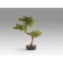 Bankan Ii  Bonsai 49cm de Schuller