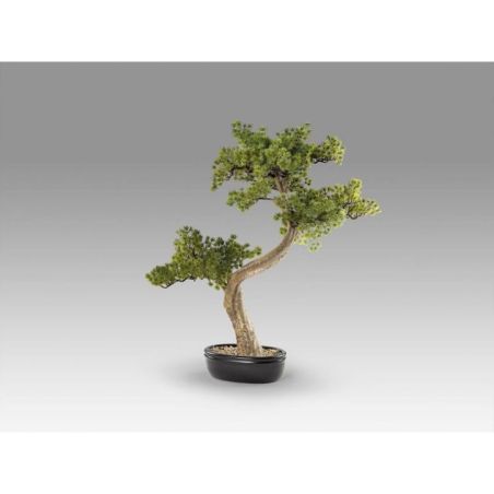 Bankan Ii  Bonsai 49cm de Schuller