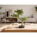 Bankan Ii  Bonsai 49cm de Schuller