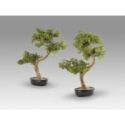 Bankan Ii  Bonsai 49cm de Schuller