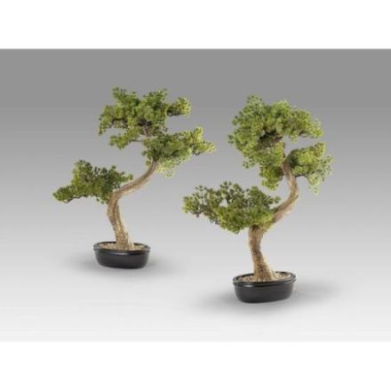 Bankan Ii  Bonsai 49cm de Schuller