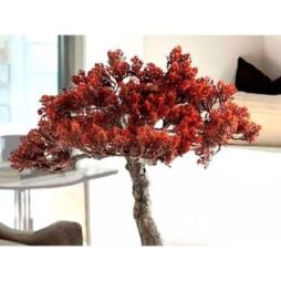 Bujin Hi  Bonsai 45cm de Schuller