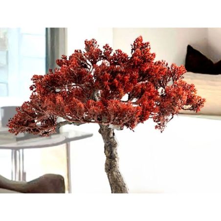Bujin Hi  Bonsai 45cm de Schuller