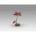 Bujin Hi  Bonsai 45cm de Schuller