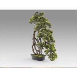 Kengai  Bonsai 74cm de Schuller