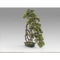 Kengai  Bonsai 74cm de Schuller