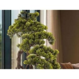 Kengai  Bonsai 74cm de Schuller