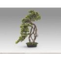 Kengai  Bonsai 74cm de Schuller