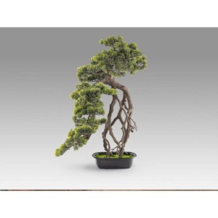 Kengai  Bonsai 74cm de Schuller