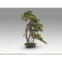 Kengai  Bonsai 74cm de Schuller