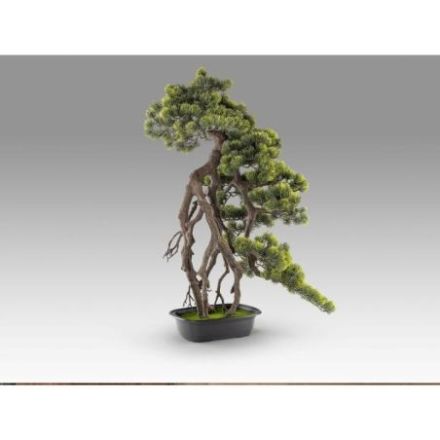 Kengai  Bonsai 74cm de Schuller