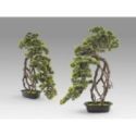 Kengai  Bonsai 74cm de Schuller