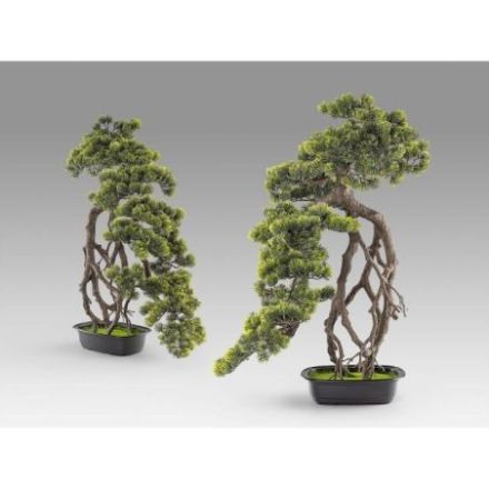 Kengai  Bonsai 74cm de Schuller