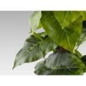 Taro Planta Artificial H150 de Schuller Taro Planta Artificial H150 de Schuller