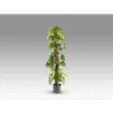 Taro Planta Artificial H150 de Schuller Taro Planta Artificial H150 de Schuller