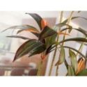 Dracena Roja Planta Artificial H220 de Schuller