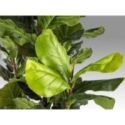 Higuera Violin Planta Artific H250 de Schuller Higuera Violin Planta Artific H250 de Schuller