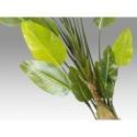 Ave Paraiso Planta Artificial H250 de Schuller Ave Paraiso Planta Artificial H250 de Schuller