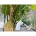 Ave Paraiso Planta Artificial H250 de Schuller Ave Paraiso Planta Artificial H250 de Schuller