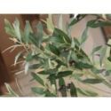 Olivo Planta Artificial H180 de Schuller